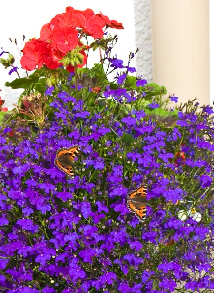 butterflies on lobelia.jpg